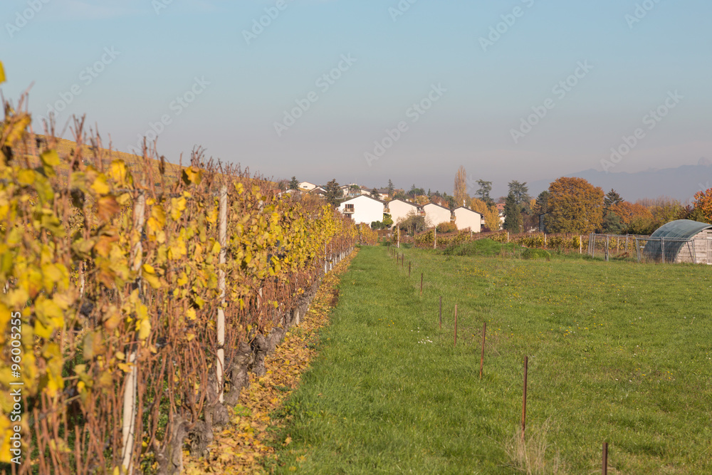 vineyard in autumn sunny day. space for inscriptions.