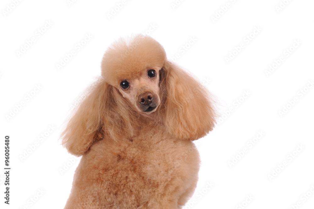 Little dog isolated over white background Little dog isolated over white background