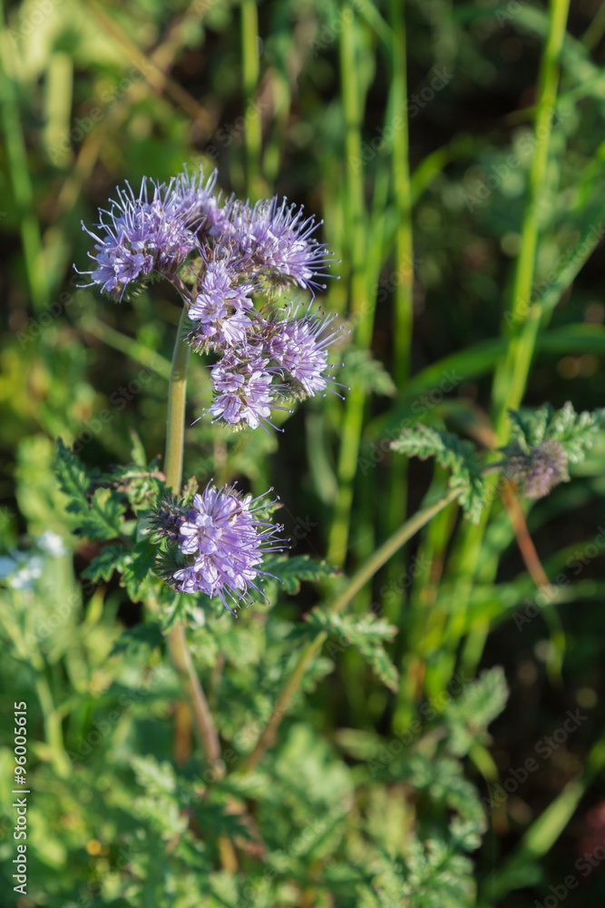 Fototapeta premium wildflowers, summer day. color image with the free space