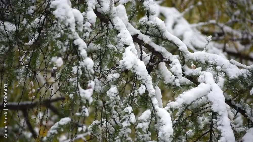 Great nature scene with close up of Larch (Larix) branch in snow fall. Beautiful autumn background with heavy snow on trees. Slow motion hd footage. 1920x1080
Great nature scene with close up of Larch (Larix) branch in snow fall. Beautiful autumn background with heavy snow on trees. Slow motion hd footage. 1920x1080