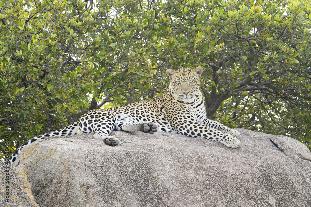 Leopard (Panthera pardus) lying down on rock, looking at camera, Serengeti national park, Tanzania.