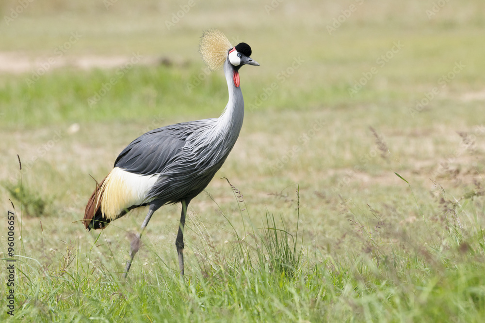 Obraz premium Grey Crowned Crane (Balearica regulorum) foraging on savanna, Serengeti national park, Tanzania.