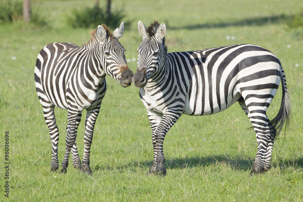 Two Zebra (Equus quagga) stallions fighting on savanna, Serengeti National Park, Tanzania Two Zebra (Equus quagga) stallions fighting on savanna, Serengeti National Park, Tanzania