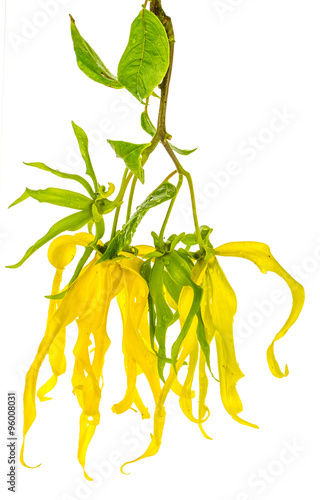  fleurs d'ylang-ylang sur fond blanc  photo