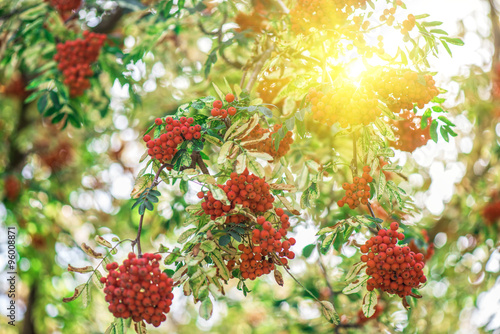 rowan-tree with rowanberry
