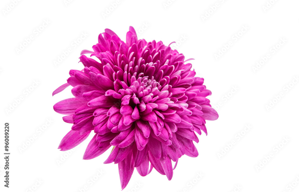 beautiful magenta chrysanthemum beautiful magenta chrysanthemum