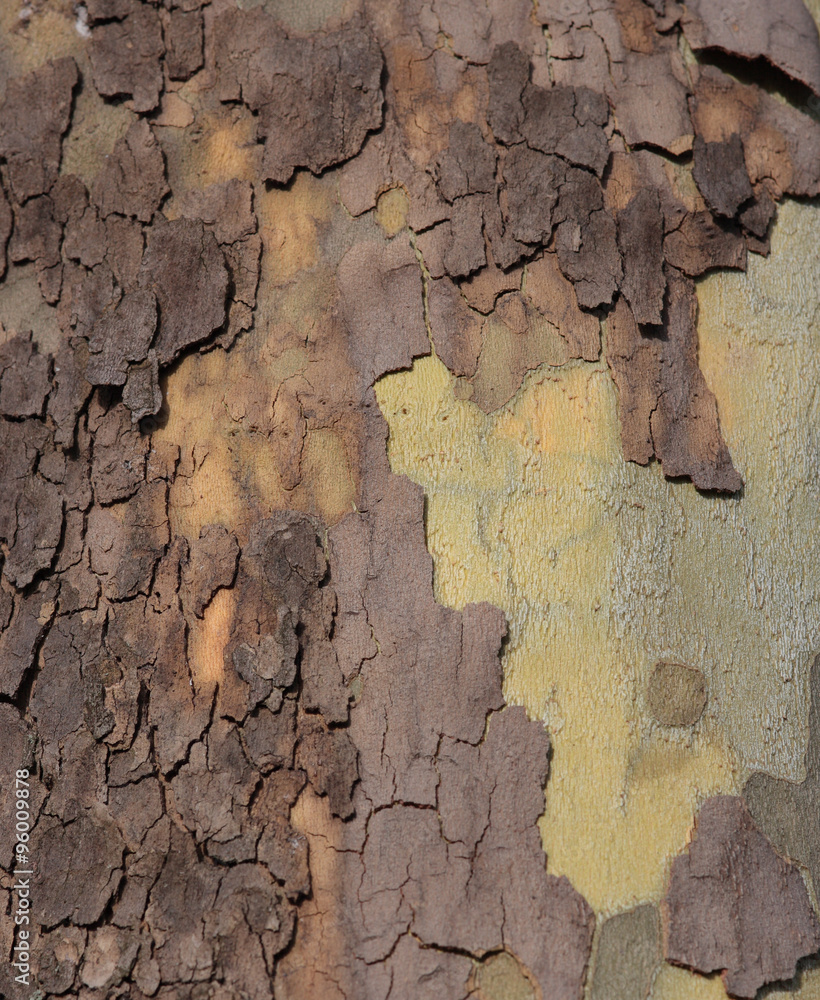 Close up of plane tree bark as a background Close up of plane tree bark as a background