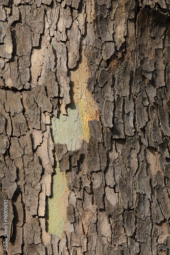 Close up of plane tree bark as a background