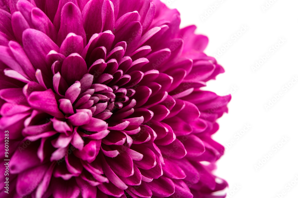 beautiful magenta chrysanthemum