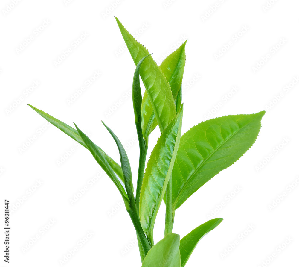 Fototapeta premium green tea leaf isolated on white background