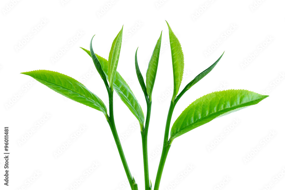 green tea leaf isolated on white background green tea leaf isolated on white background