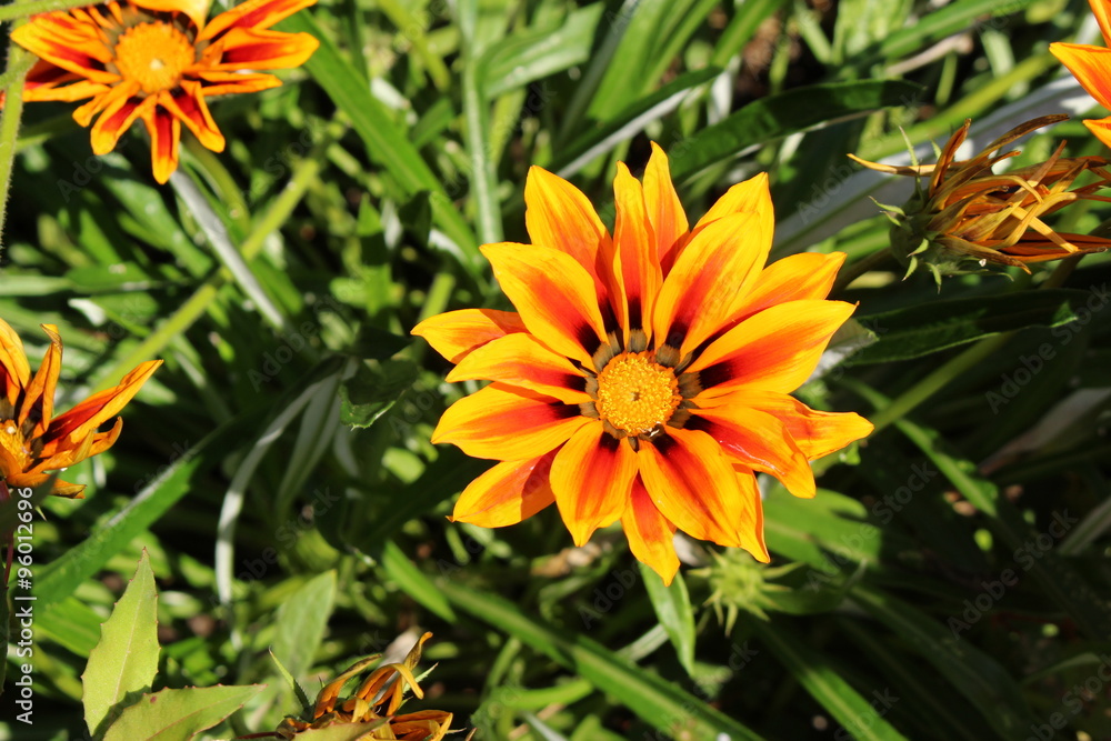 Orange hybrid Orange hybrid