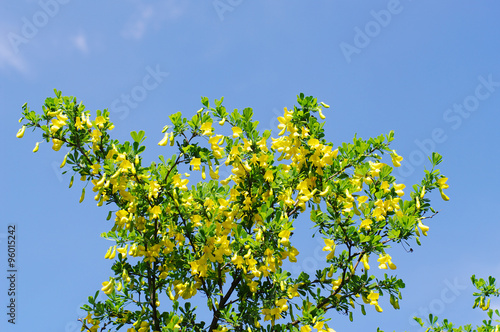 Blooming yellow acacia on blue sky
