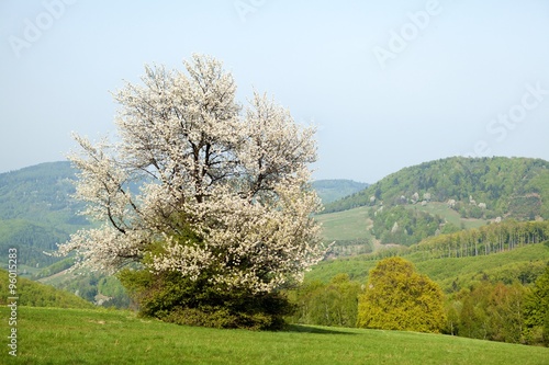 Spring landscape in Bile Karpaty, Czech Republic