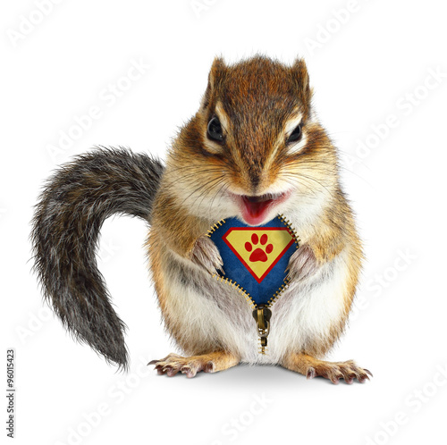Funny animal super hero, squirrel unbuckle his fur