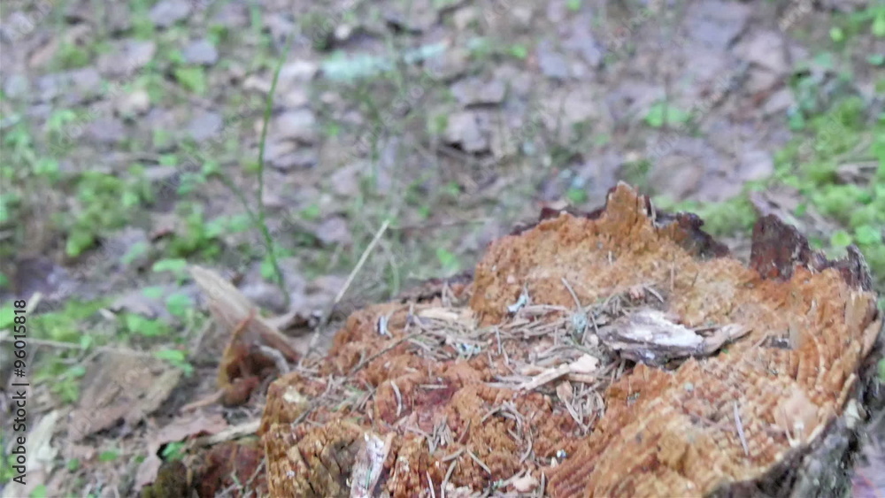 Mushroom growing from the uprooted tree. The birch tree was uprooted by the strong wind Mushroom growing from the uprooted tree. The birch tree was uprooted by the strong wind