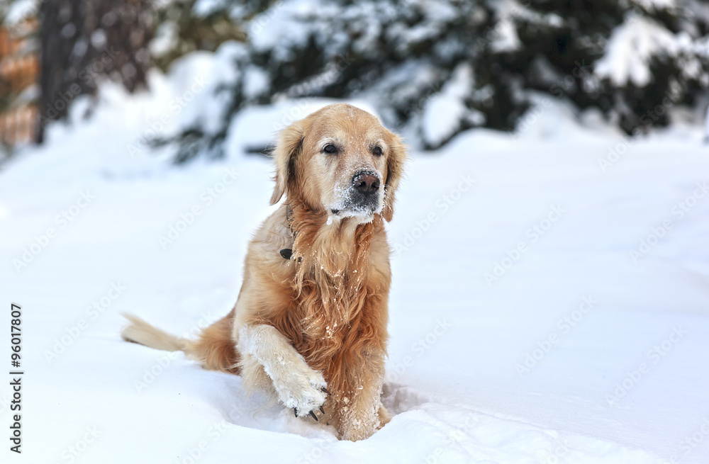 Золотистый ретривер сидит в снегу