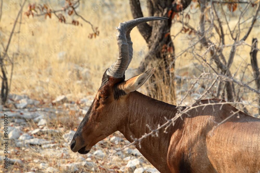 Kuhantilopen im Etoscha Nationalpark in Namibia Stock Photo Adobe Stock