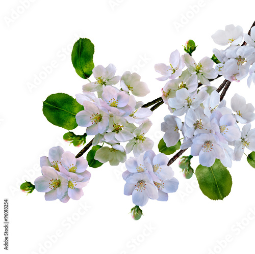 White apple flowers branch isolated on white background