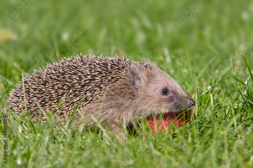 Igel