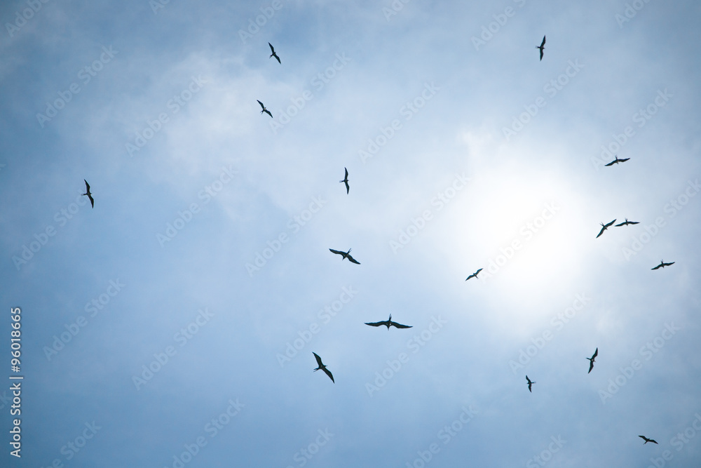 Fototapeta premium Birds in the sky hunt for fish