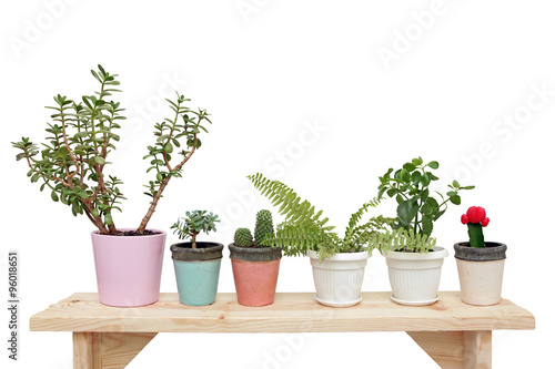 Obraz na plátne houseplants on a wooden bench