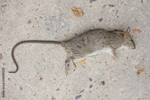 Dead rat on concrete floor 