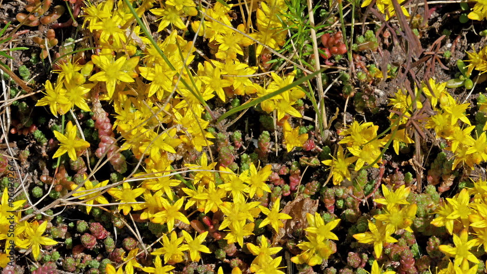 Yellow leaves from the vines on the wall. There are also lots of round fruits from the plant Yellow leaves from the vines on the wall. There are also lots of round fruits from the plant