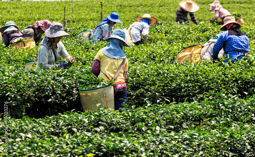 Workers in a green field harvesting the green tea