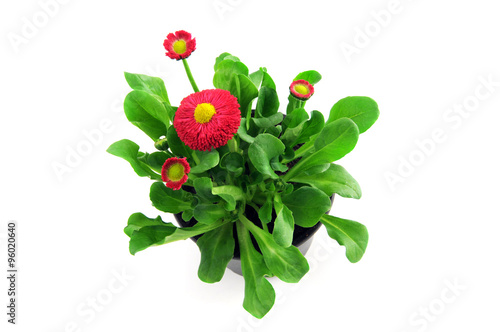 flowerpot of english daisy