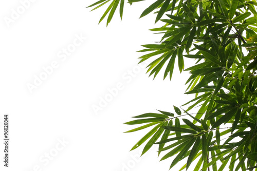 bamboo leaves isolated on white background.