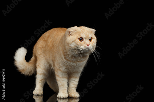 Ginger Scottish Fold Cat Walks isolated on Black