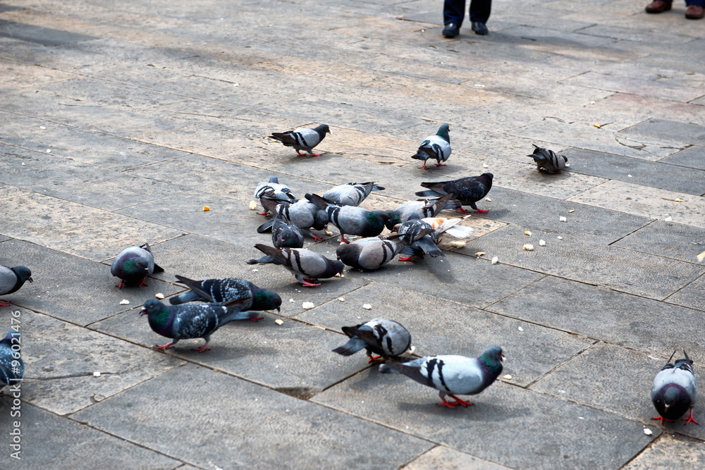 Fototapeta premium Group of pigeons eating leftover bread
