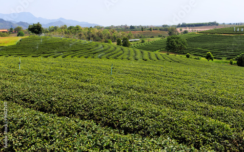 Beautiful fresh green tea plantation © narathip12