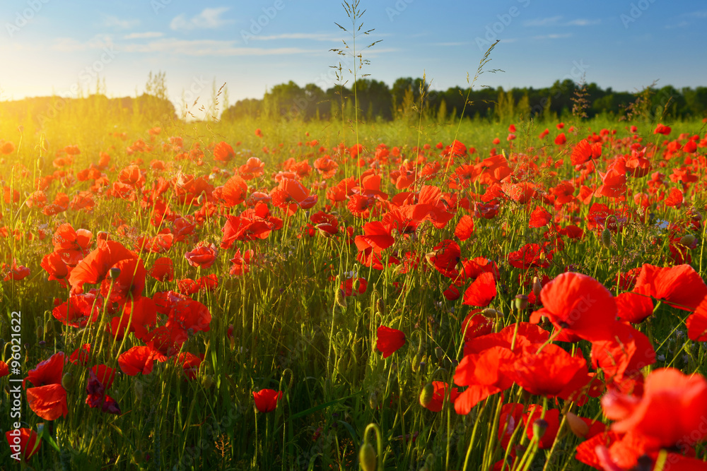 Obraz premium Poppies