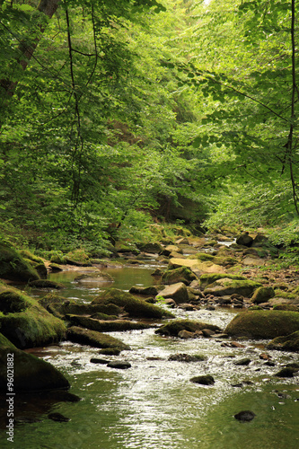 river in the spring forest