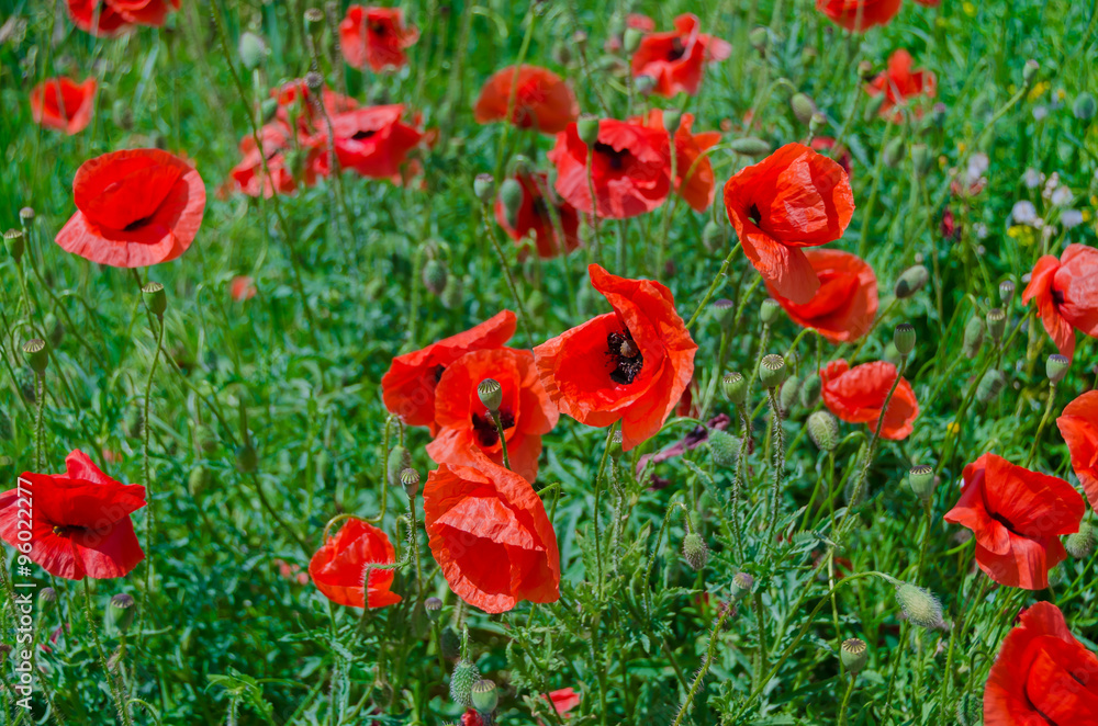 Naklejka premium Flowers red poppies