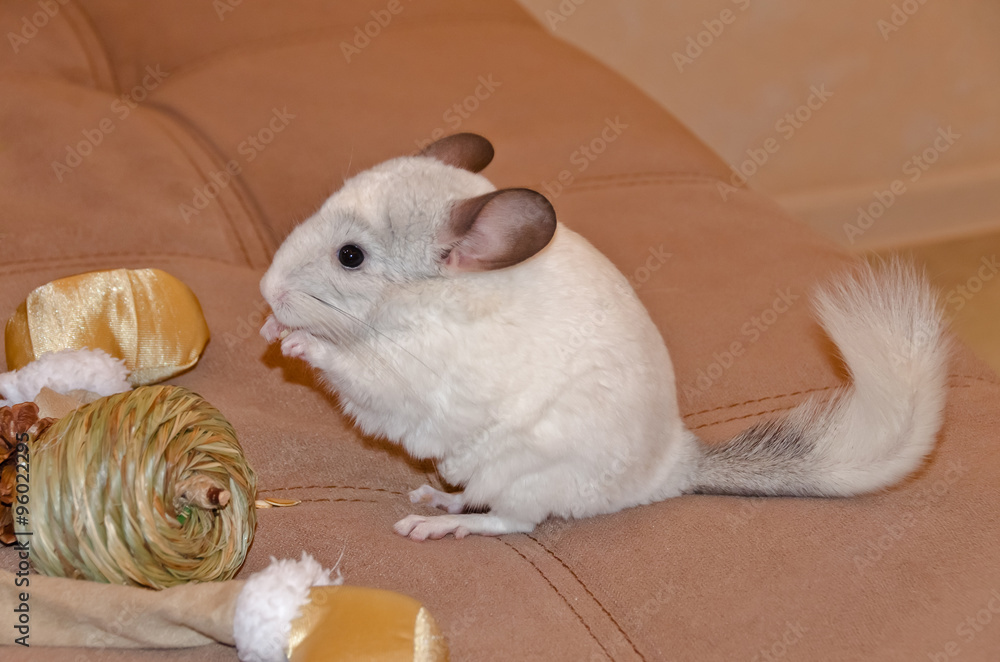 Obraz premium The white chinchilla sitting