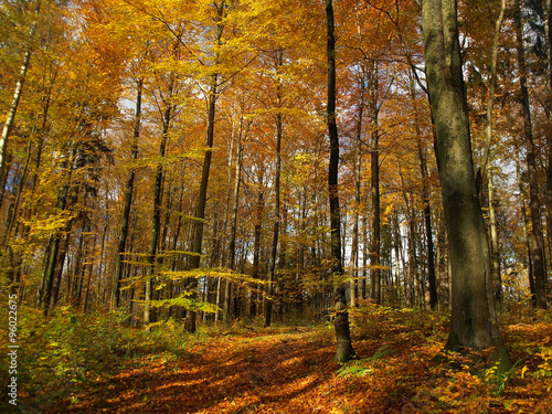 Autumn forest road