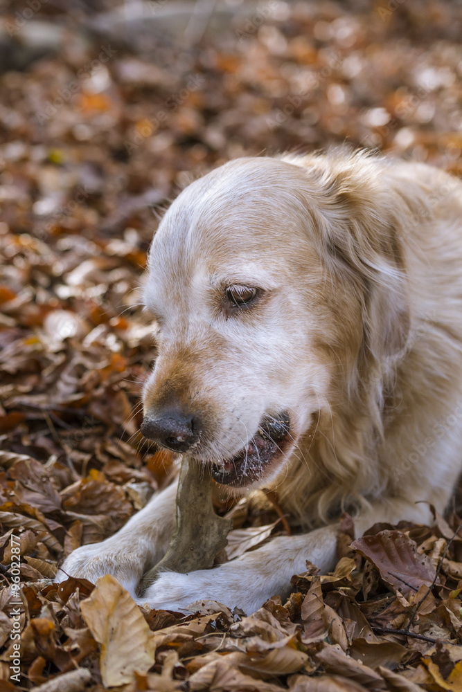 Obraz premium golden retriever
