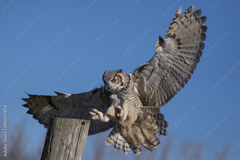 Fototapeta premium Great horned owl (Bubo virginianus)