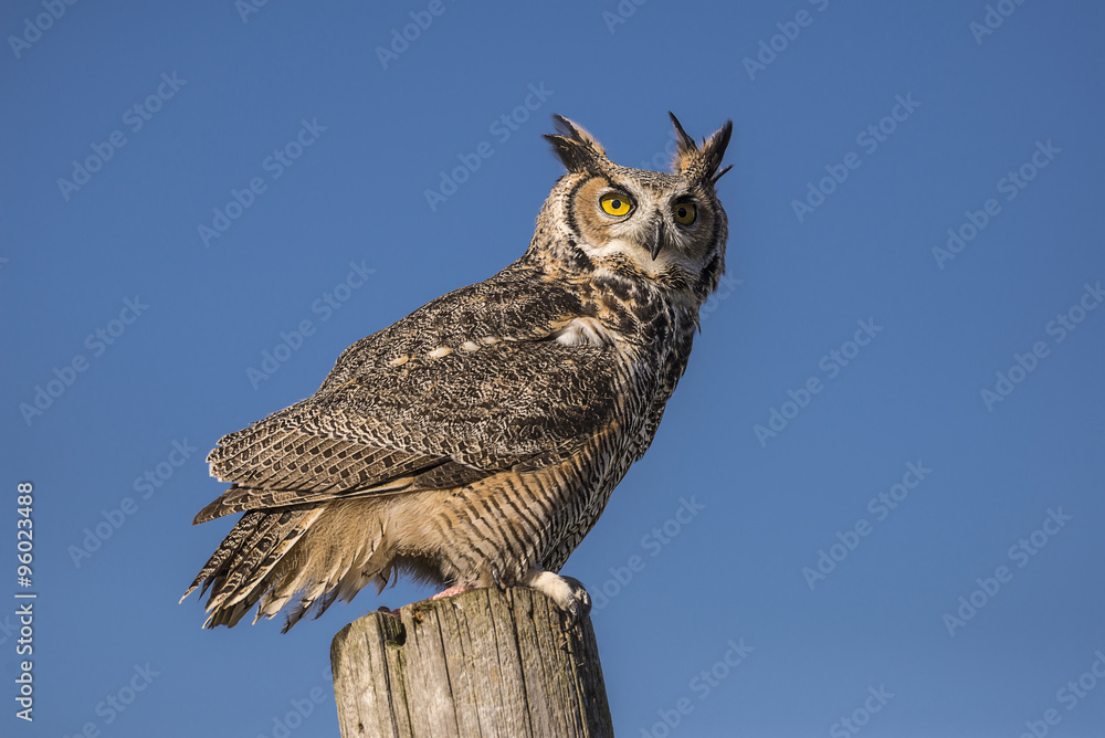Fototapeta premium Great horned owl (Bubo virginianus)