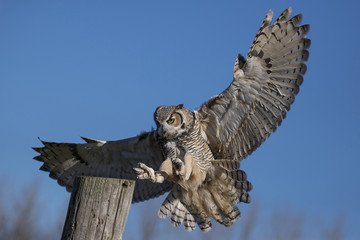 Wandcirkels Uil Amerikaanse oehoe Bubo virginianus close-up  © helgidinson