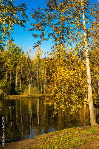 Autumn trees and reflection in water of pond