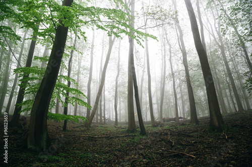 Wenn der Nebel kommt - Wald
