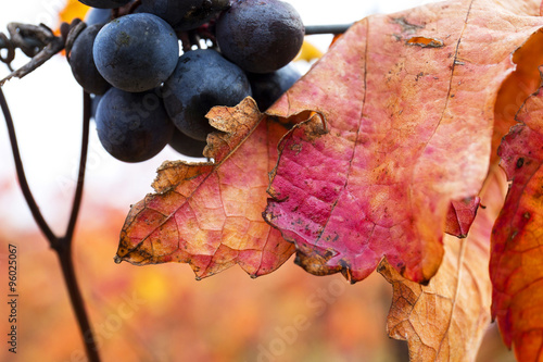 Fotografie Grape closeup in autumn with red leaves