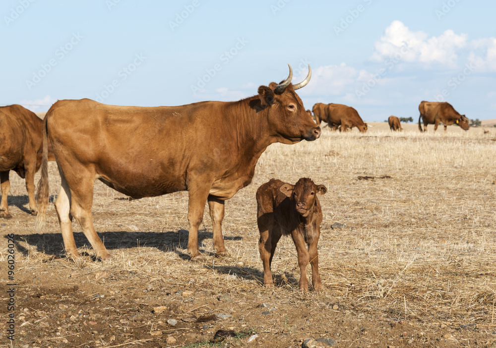 Fototapeta premium Cows in alentejo field