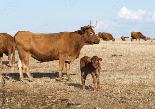 Cows in alentejo field