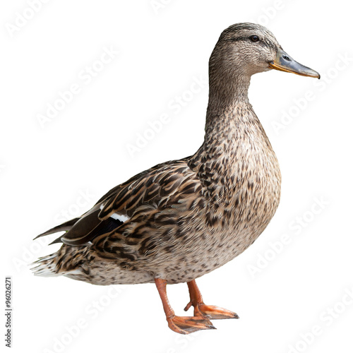 Mallard Duck Bird © paketesama