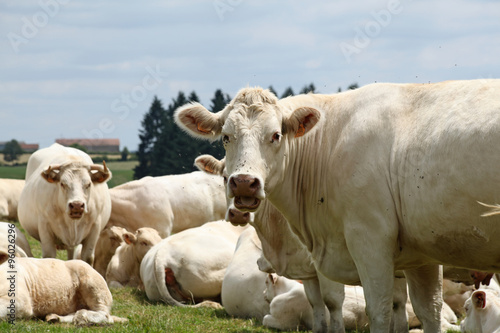 Wallpaper Mural Vaches et veaux charolais Torontodigital.ca
